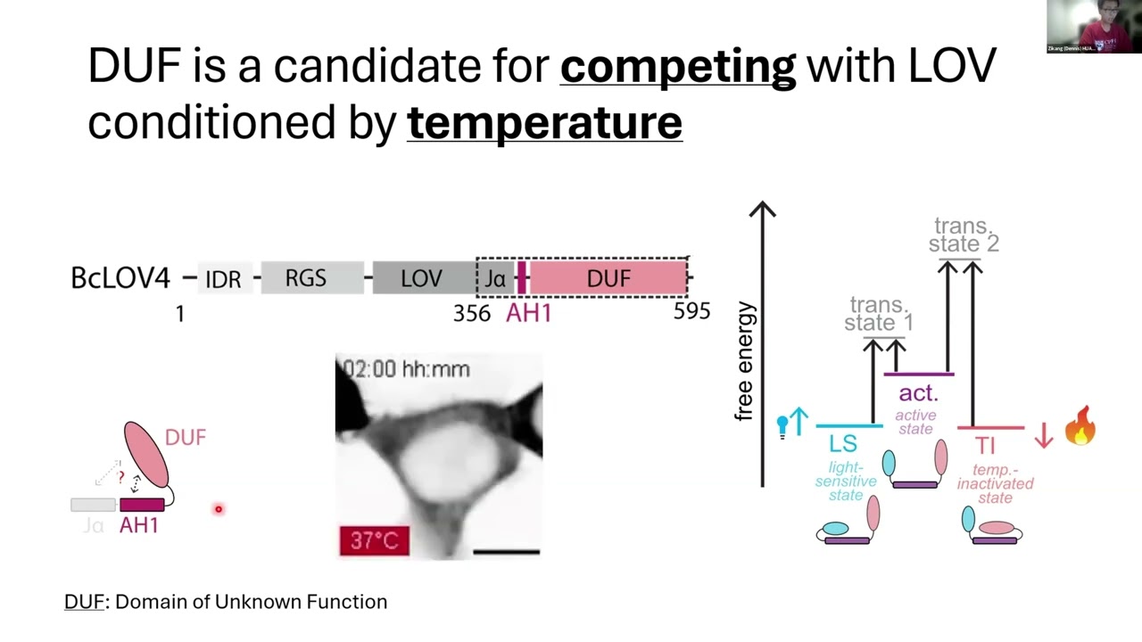 Dennis Huan - Intramolecular competition generates pulsatory protein activity