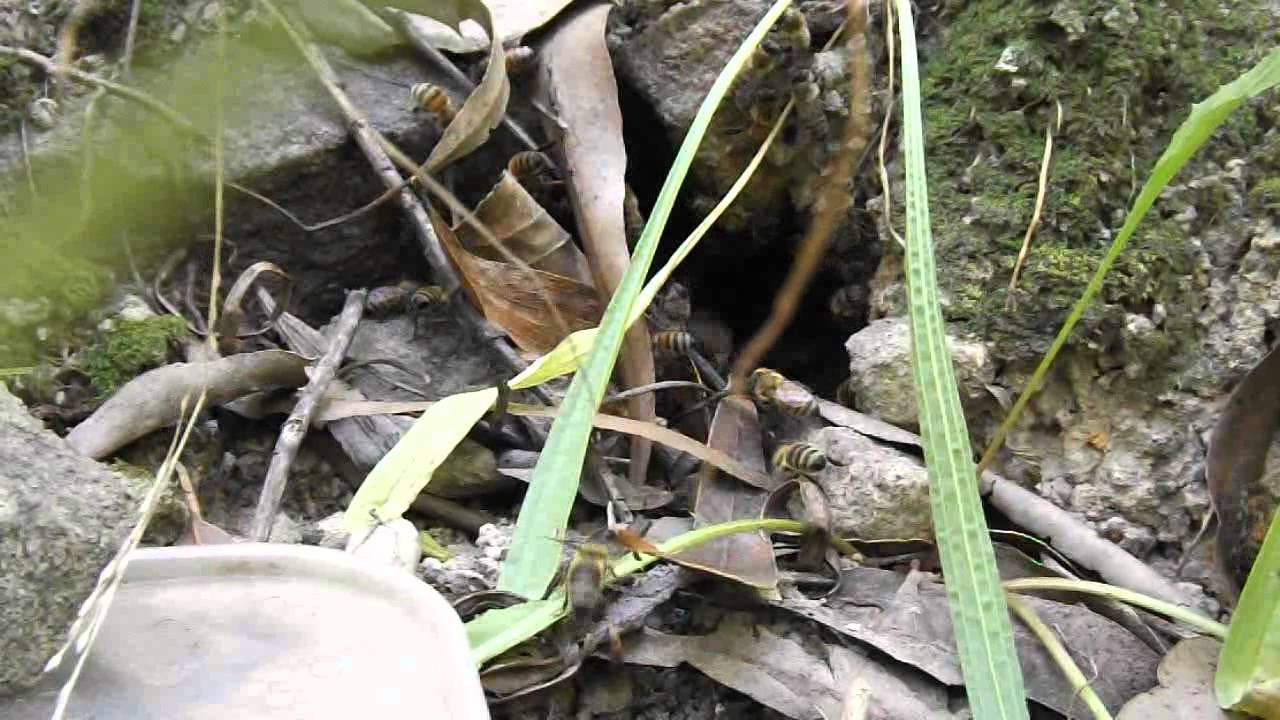 Underground Wild Beehive YouTube