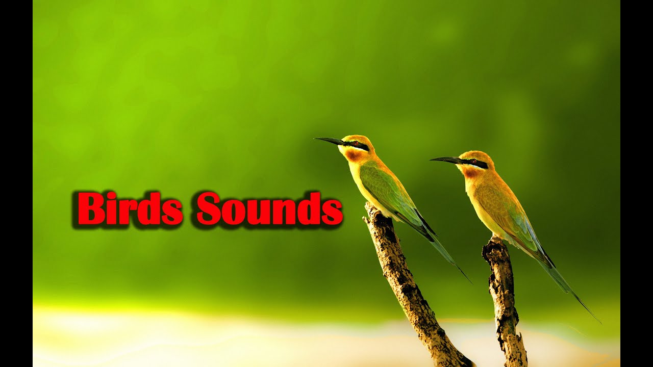 Birds Sound Birds chirping birds singing birds birdsounds YouTube