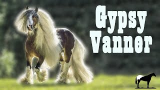 El Trotamundos &quot;Gypsy Vanner&quot; (El De Las Patas Peludas) 🐴-Del Cerro Soy