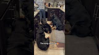 Gi Gi has no worries. She’s well protected in more ways than 5🔥🖤🐶🐶🐶🐶🐶#fyp #dog #influencer