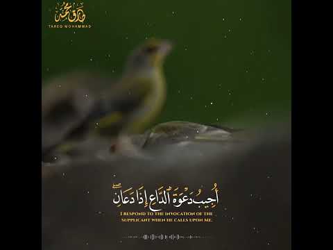 فإنى قريب طارق محمد 