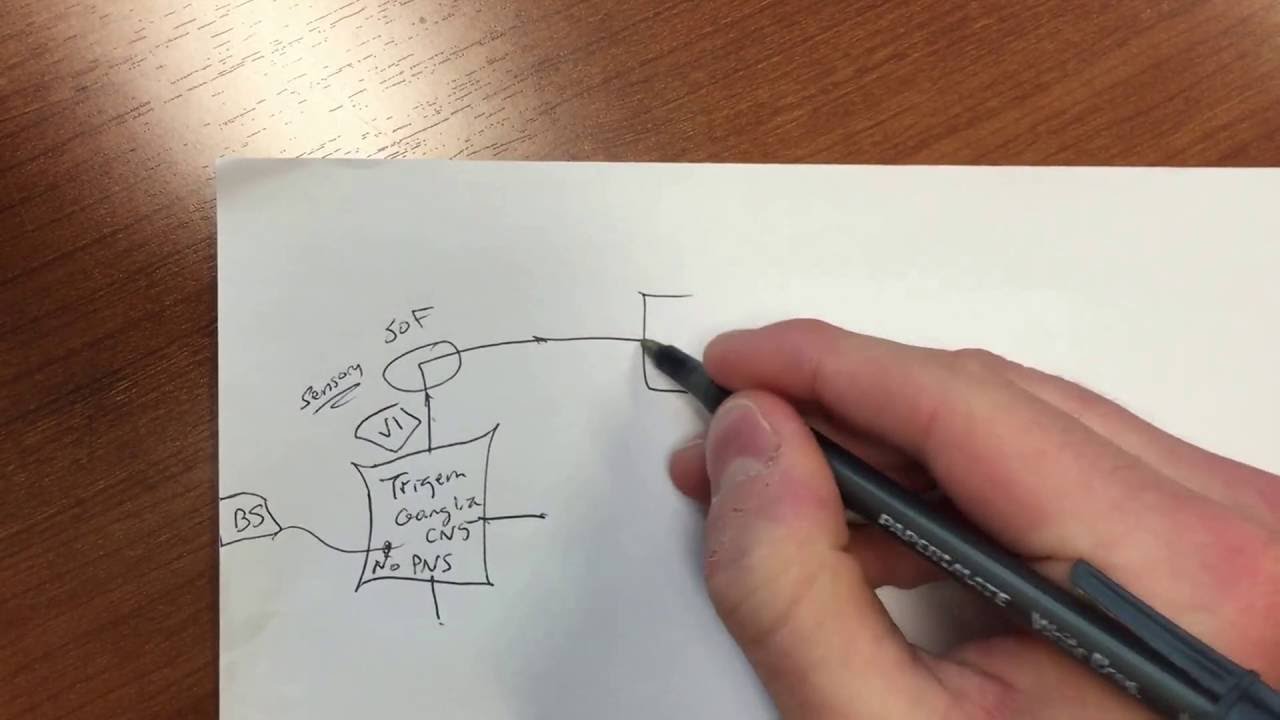 3 6 v1 opthalmic branch of trigeminal nerve cranial nerve 5 youtube opthalmic