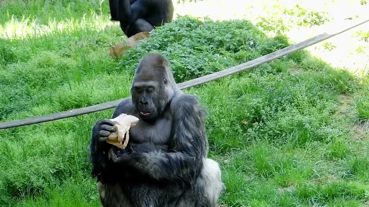Gorilla troop getting lunch at Philadelphia Zoo