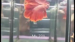 (MV-221)Super Red Double Tail Halfmoon Male Betta