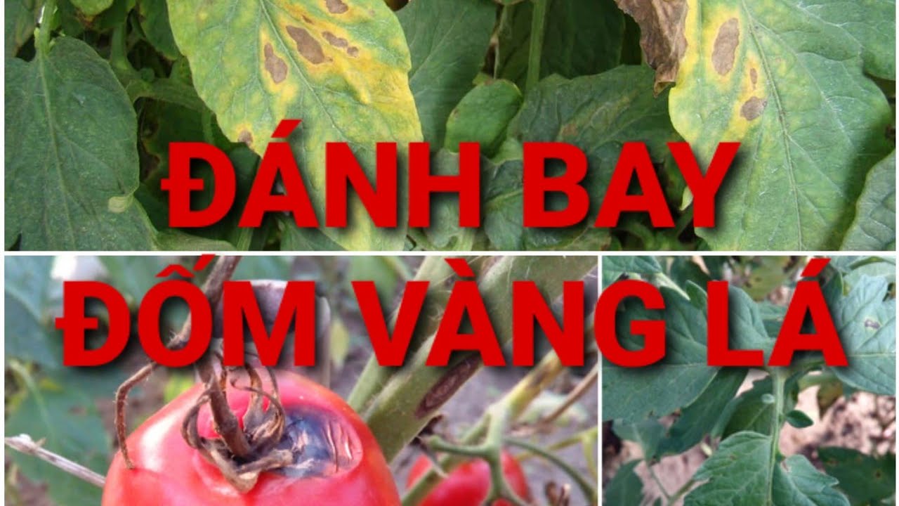CÁCH PHÒNG VÀ TRỊ BỆNH VÀNG LÁ/ CÀ CHUA! ĐỐM VÀNG DO NẤM. CONTROL EARLY BLIGHT DISEASE ON TOMATO.