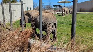 Milwaukee County Zoo: African Elephants & Nile Hippo