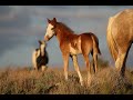 Roaming Wild, Following Mustang Trails May 2020