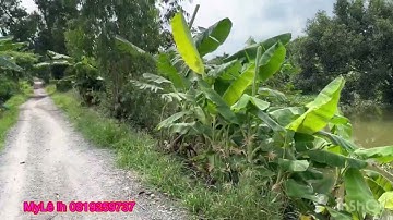 Cần bán nhanh DT 7 công 8 giá 180 triệu 1 công thuộc huyện Tân Thạnh tỉnh Long an