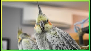 This Will Make Your Bird Happy | The Bird Sanctuary | 2hrs of Singing