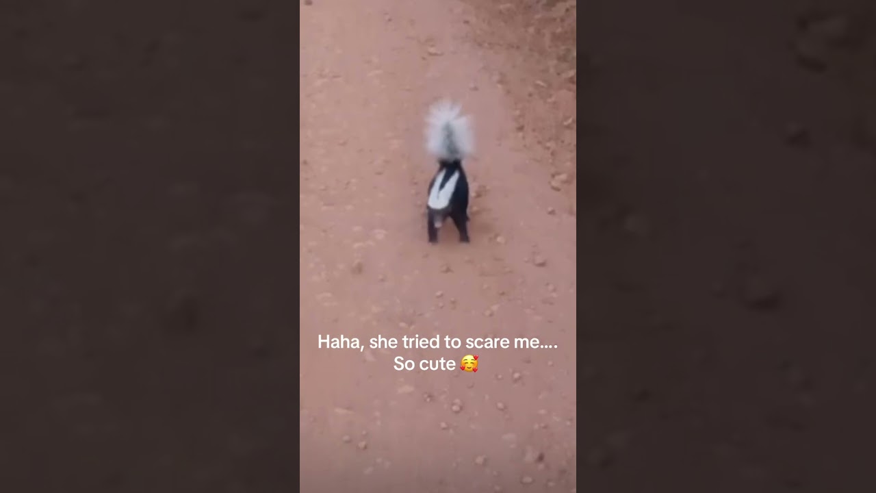 Mighty and fierce skunk,Her attempts to scare me is the cutest thing ever 