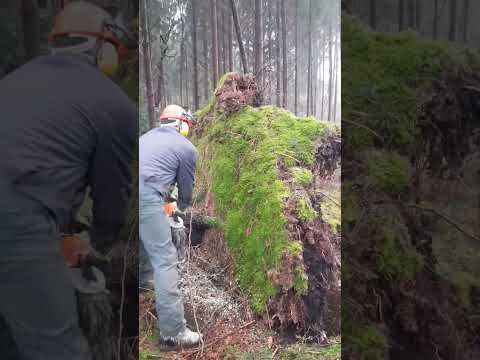 Baum. Entwurzelten Baum