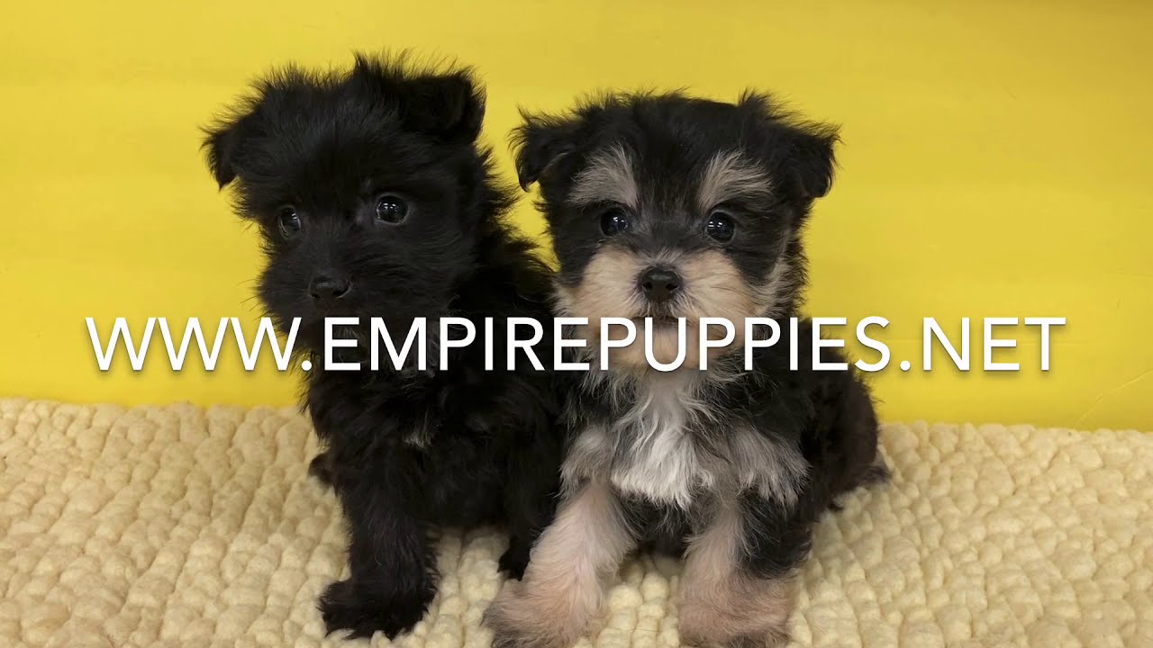 Morkie Puppies For Sale In Flushing Ny Empire Puppies Youtube