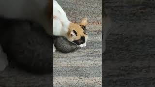 Mother Cat Eating The Baby Kittens