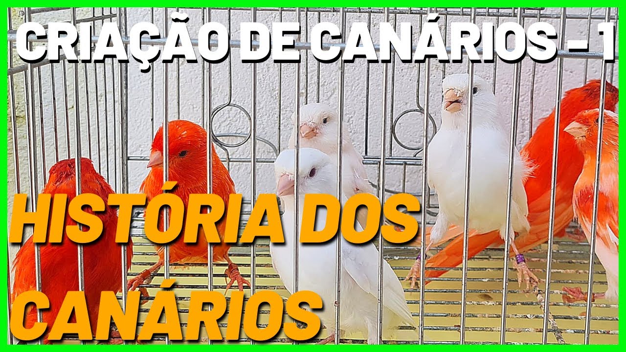 HISTÓRIA DOS CANÁRIOS - BELGAS