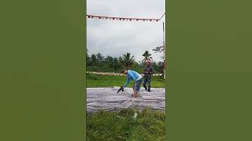 Training pigeons