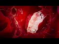 Functions and Anatomy of the Heart
