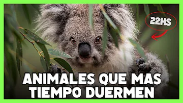 ¿Qué animal duerme el 90% del día?