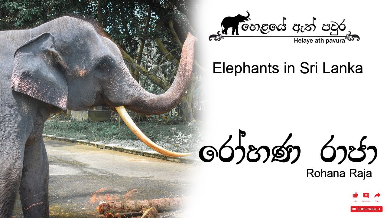 රෝහණ රාජා Rohana Raja | Elephants in Sri Lanka - YouTube