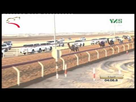 مهرجان الحقاقة الصعوب 3 كم الوثبة 30 9 2015 ش6 قناعه لـ خليفة عبد الله بن ياعد الحميري ت 4 36 7 