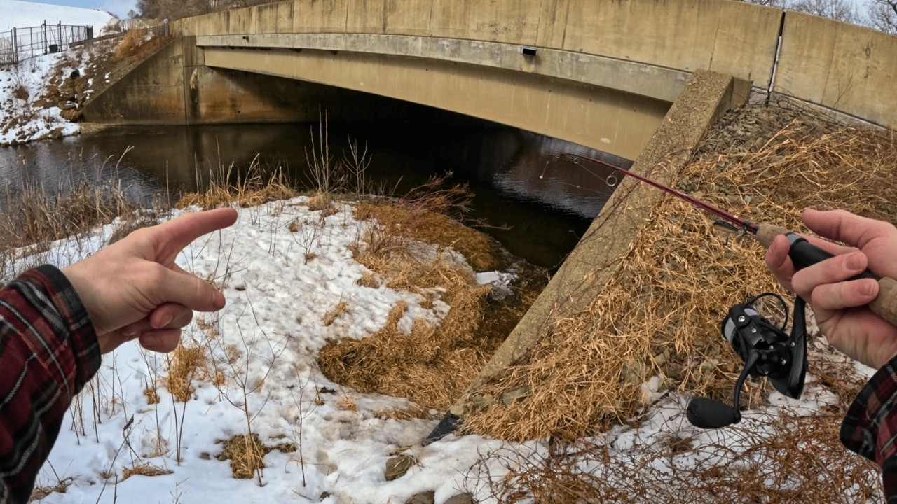 Beautiful Fish Were Living Under this Random Bridge!!!