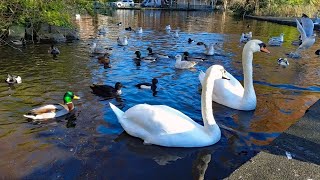Swans and Ducks on a Park Lake in Dublin