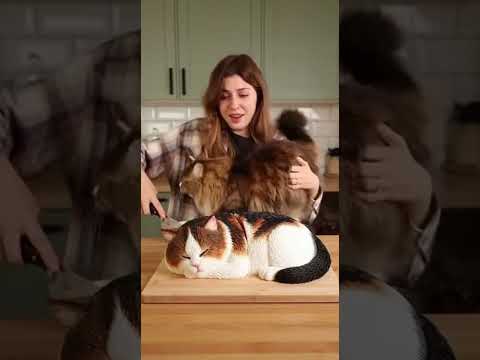 قطة كاليكو لا تصدق أنها تشبه كعكتها قطة كاليكو قطط مضحكة شورتات