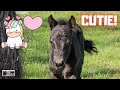 Peach is a cutie, first time outside! | Make a fence... | Friesian Horses