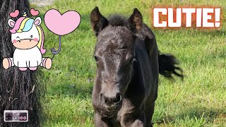 Peach is a cutie, first time outside | Make a fence | Friesian Horses