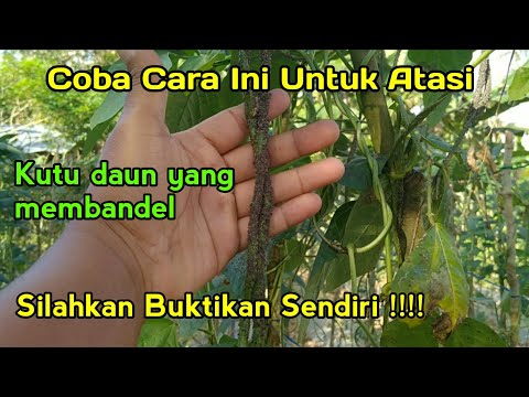 Video: Bakteri Daun Persik - Tips Mengontrol Bintik Daun Pada Persik