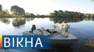 How grandfather takes goats to pasture on a boat for healing milk