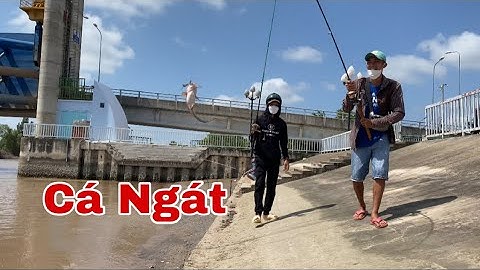Câu Cá Ngát Sông | Cá Ngát Miền Tây | Vũ Vlog 69