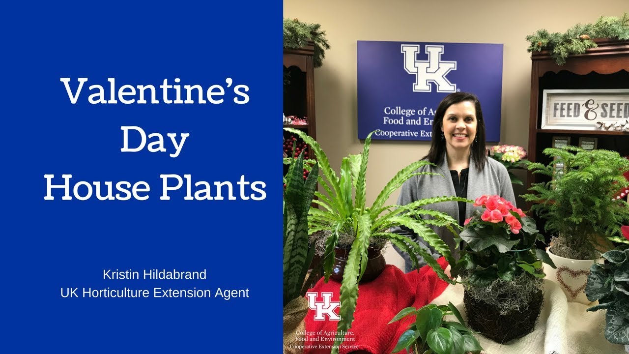 Valentine's Day House Plants