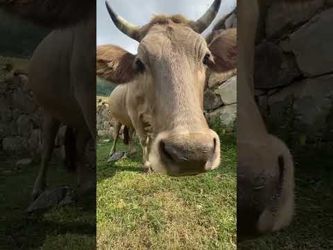 КРАСИВАЯ КОРОВА ЛИЗНУЛА