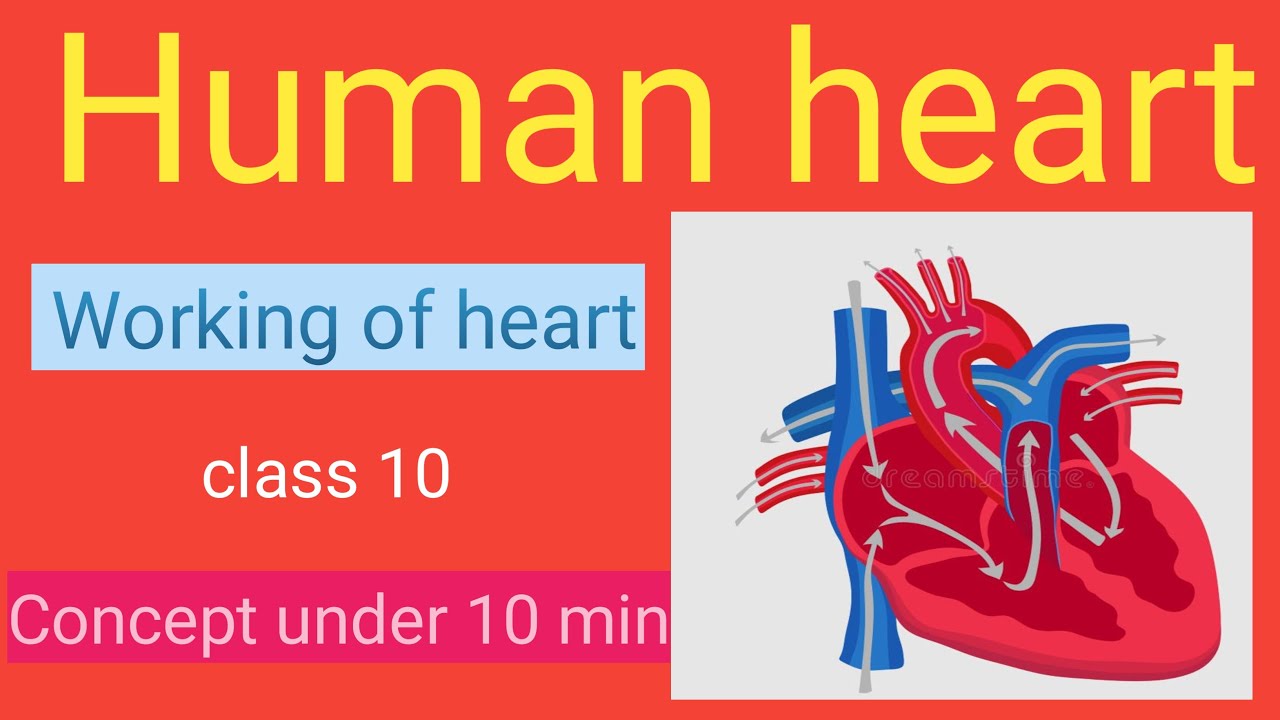 Working Of Heart YouTube Working of heart youtube