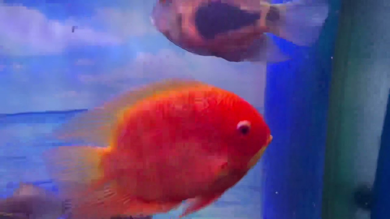 Super red severum fish