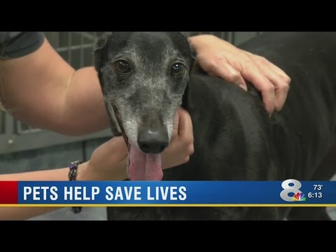 Video: Pet Scoop: Hund sparar kattens liv med donerat blod, Zoo sparkar av årliga djurvägning