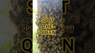 You can spot her immediately ❤️🐝 #queenbee #bees #honeybee #apismellifera #beekeeping
