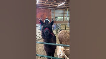 What up Llama?! #nature #llamas #llama #animalfight