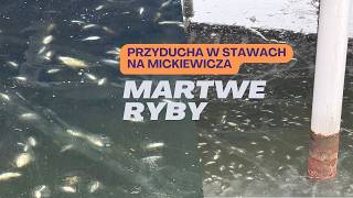 Przyducha w stawach przy ul. Mickiewicza. Pod lodem wciąż widać śnięte ryby