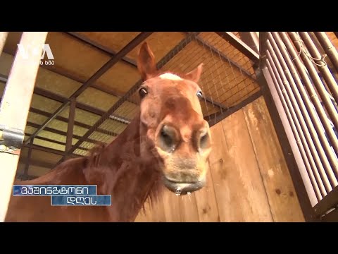 ომისგან დევნილი უკრაინელი ცხენები