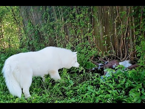 my-dog-|-gets-revenge-for-prank-|-poops-on-bed