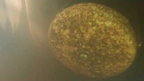 12 9 25 Bonus Time HC