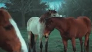 Just Horsing Around - ADHH