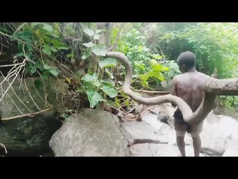 The forest and python ancient rope - YouTube