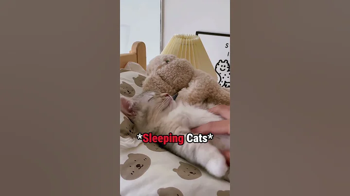 Watch the video about Adorable Sleeping Cats Compilation 😻💤 Cute & Funny Moments