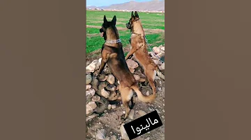 سلالة كلاب مالينوا 