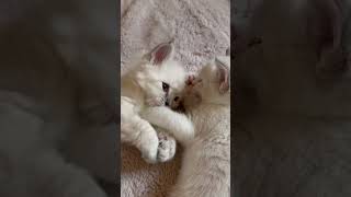 Kitten Shelby and his sister Kelly bring cute 💕 #cat #kitten #cute #love #pets #siblings