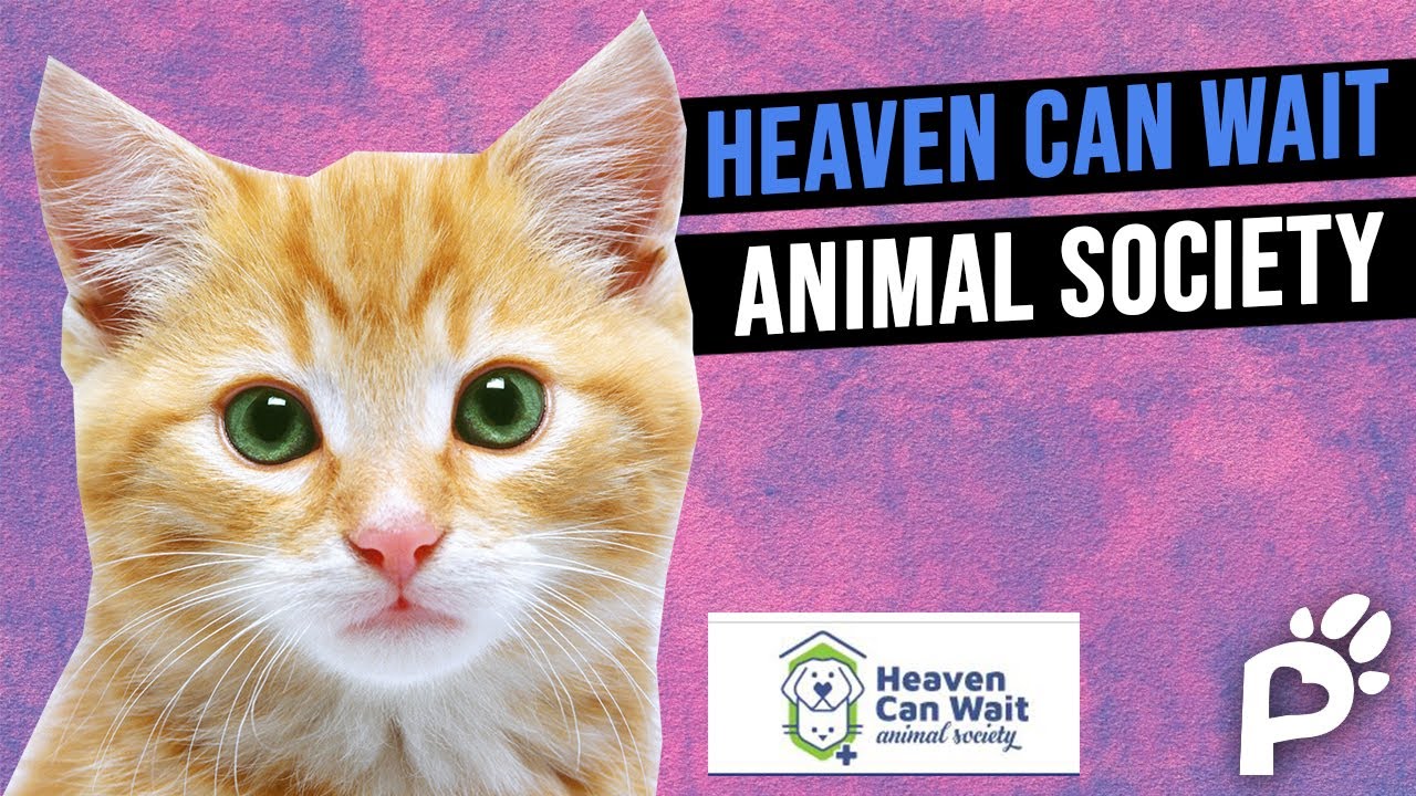Addressing Las Vegas' Animal Euthanasia Heaven Can Wait Animal