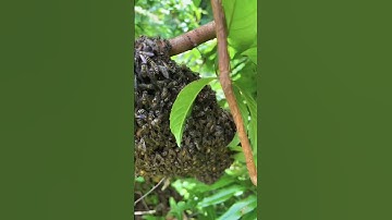 Bahaya, Menemukan Sarang Lebah Madu di Semak”, penuh Gigitan😭#bolang #hutan #berburu